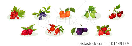 Ripe and Juicy Berries with Green Leaves Vector Set 101449189