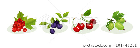 Ripe and Juicy Berries with Green Leaves Vector Set Ripe and Juicy Berries with Green Leaves Vector Set 101449211