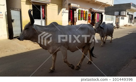 Indian cattle 101449396