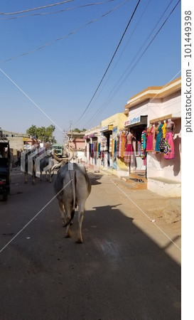 Behind the cow 101449398