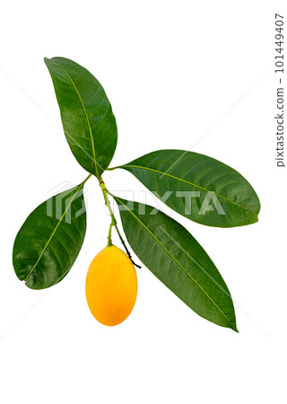 Ripe sweet yellow marian plum isolated on white background. Ripe sweet yellow marian plum isolated on white background. 101449407