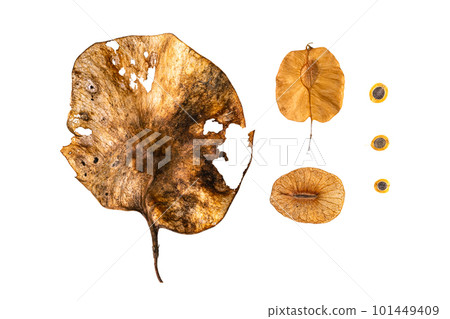 Winged dispersal seeds, flying seeds Isolated on white background. 101449409