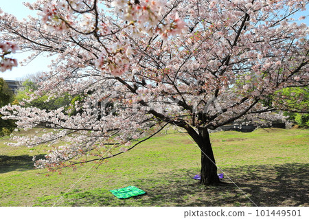 A park with cherry blossoms in full bloom 101449501