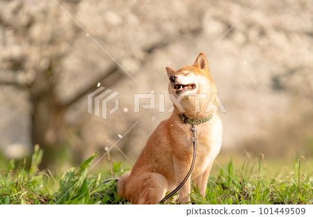 Shiba Inu with cherry blossom petals blowing in the wind Shiba Inu with cherry blossom petals blowing in the wind 101449509