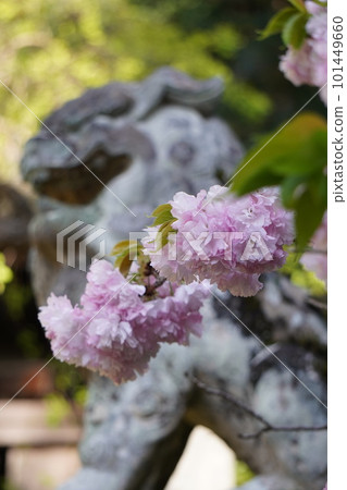 在春天的陽光下閃耀的重瓣櫻花 101449660