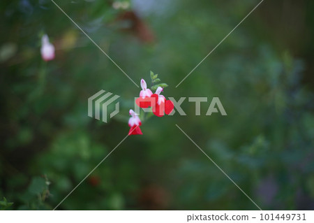 丹參花 丹參花 101449731