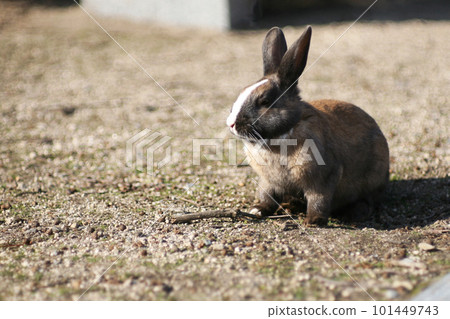 Okunojima兔子 101449743