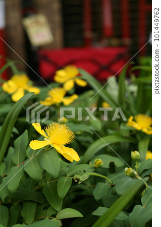 Yellow flower (vertical position) 101449762