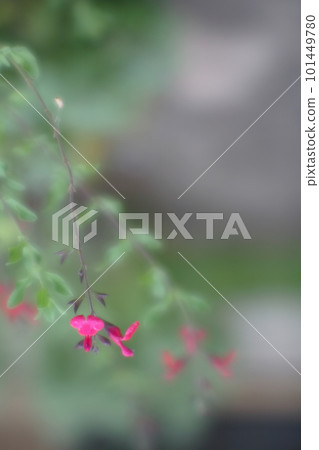 櫻桃鼠尾草花 櫻桃鼠尾草花 101449780
