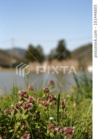 枯死的蕁麻在山脊上盛開 枯死的蕁麻在山脊上盛開 101449805