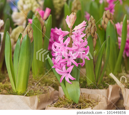 Flowering hyacinths for sale at the farmers street market Flowering hyacinths for sale at the farmers street market 101449856