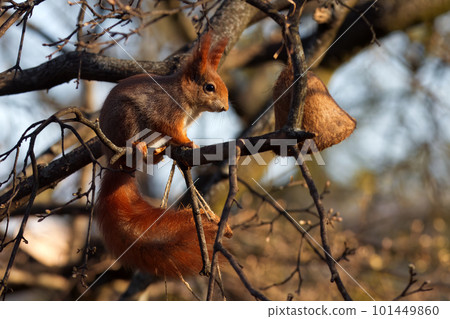 A red squirrel sitting on a branch of a tree in the woods. 101449860