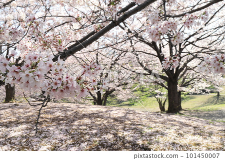 Park with cherry blossoms 101450007