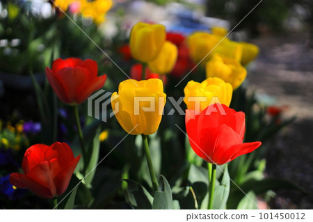 Tulip blooming in the flower bed Tulip blooming in the flower bed 101450012