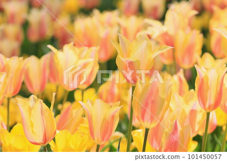 Yellow tulip Tulip shining in the sunlight 101450057