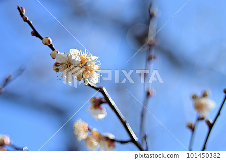 white plum blossom white plum blossom 101450382