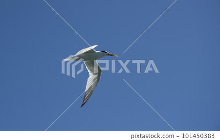 Sandwich Tern in flight, Patagonia Argentina. 101450383