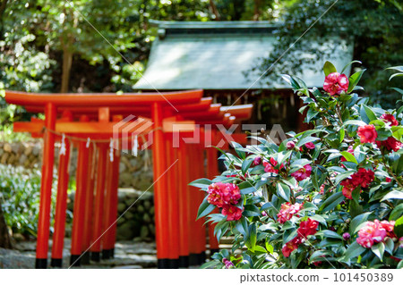 一系列紅色鳥居和紅色山茶花（日本形象） 101450389