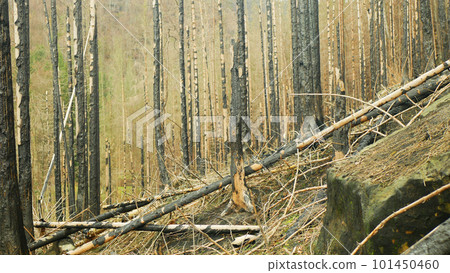 Forest fire spruce after flame Picea abies wild drought dry black earth ground vegetation stand green natural disaster burnt down trees Bark beetle shot pest Ips typographus dead calamity wood Europe 101450460