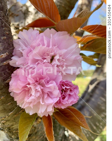 Double cherry tree (Sekiyama) <South Park/Okazaki City, Aichi Prefecture> 101450484