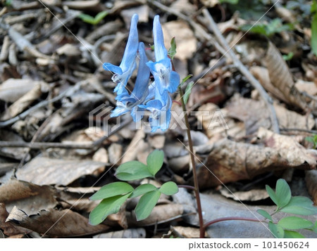 蝦夷紫堇（男鹿半島白絲瀑布 4/4） 101450624