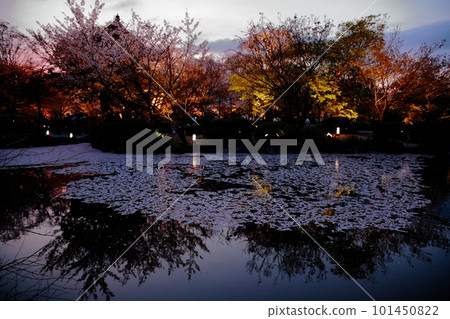 Cherry blossoms reflecting on the surface of the water at sunset 101450822