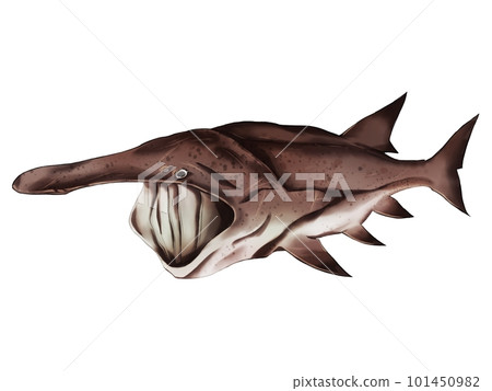 American paddlefish 101450982