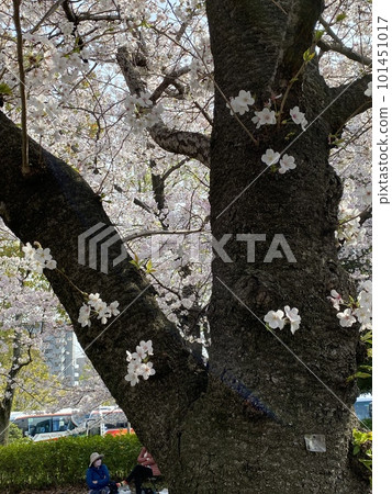 Sakura and Tree Sakura and Tree 101451017