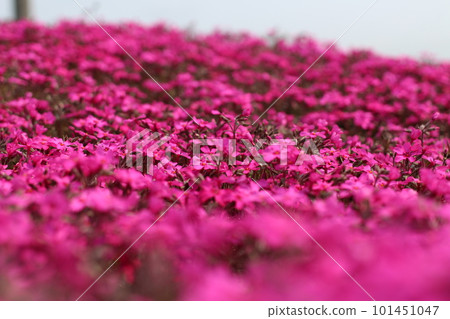 Colorful Shizakura Colorful Shizakura 101451047