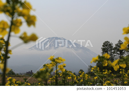 Mt Yotei seen from the field of rape blossoms 101451053