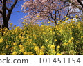 Rape blossoms that herald the arrival of spring Rape blossoms that herald the arrival of spring 101451154