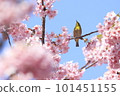 Breathe in cherry blossoms in full bloom Breathe in cherry blossoms in full bloom 101451155