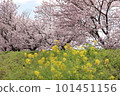 Canola flowers and cherry blossoms blooming on the bank Canola flowers and cherry blossoms blooming on the bank 101451156