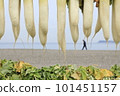 Sun-dried daikon radish on the Miura coast on the Miura Peninsula, photographing the scenery of drying Sun-dried daikon radish on the Miura coast on the Miura Peninsula, photographing the scenery of drying 101451157