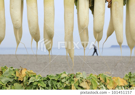 Sun-dried daikon radish on the Miura coast on the Miura Peninsula, photographing the scenery of drying Sun-dried daikon radish on the Miura coast on the Miura Peninsula, photographing the scenery of drying 101451157