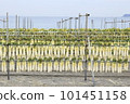 Sun-dried daikon radish on the Miura coast on the Miura Peninsula, photographing the scenery of drying Sun-dried daikon radish on the Miura coast on the Miura Peninsula, photographing the scenery of drying 101451158