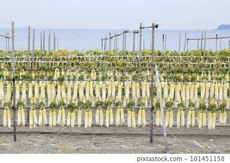 Sun-dried daikon radish on the Miura coast on the Miura Peninsula, photographing the scenery of drying Sun-dried daikon radish on the Miura coast on the Miura Peninsula, photographing the scenery of drying 101451158