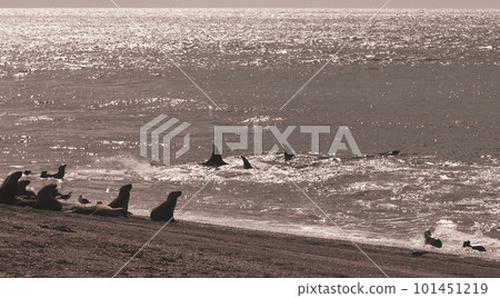 Orca attacking sea lions, Patagonia Argentina Orca attacking sea lions, Patagonia Argentina 101451219
