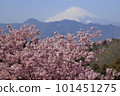 Mt. Fuji and Kawazu cherry blossoms seen from Oi Yumenosato Mt. Fuji and Kawazu cherry blossoms seen from Oi Yumenosato 101451275
