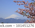 Mt. Fuji and Kawazu cherry blossoms seen from Oi Yumenosato Mt. Fuji and Kawazu cherry blossoms seen from Oi Yumenosato 101451276
