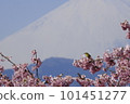 Mt. Fuji, Kawazu cherry blossoms and white-eye seen from Oi Yumenosato Mt. Fuji, Kawazu cherry blossoms and white-eye seen from Oi Yumenosato 101451277