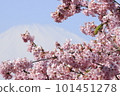 Mt. Fuji, Kawazu cherry blossoms and white-eye seen from Oi Yumenosato Mt. Fuji, Kawazu cherry blossoms and white-eye seen from Oi Yumenosato 101451278