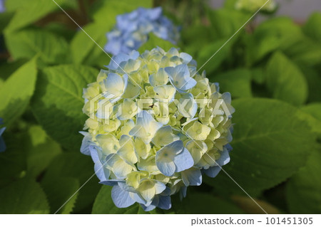 從正上方看到的藍色八仙花屬 101451305