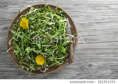 Dandelion plants Dandelion plants 101451333