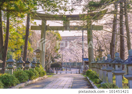 Mio Shrine approach stone torii 櫻花季(滋賀縣大津市) Mio Shrine approach stone torii 櫻花季(滋賀縣大津市) 101451421
