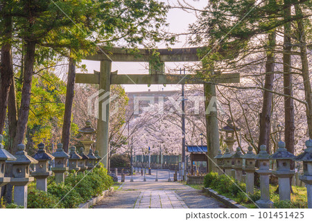 Mio Shrine approach stone torii cherry blossom season (Otsu City, Shiga Prefecture) Mio Shrine approach stone torii cherry blossom season (Otsu City, Shiga Prefecture) 101451425