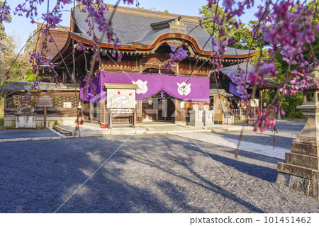 Mio Shrine (Usagi Shrine) Worship Hall Weeping Cherry Tree - Otsu City, Shiga Prefecture - 101451462