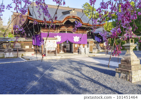Mio Shrine(Usagi Shrine)崇拜大廳垂枝櫻花 - 滋賀縣大津市 - Mio Shrine(Usagi Shrine)崇拜大廳垂枝櫻花 - 滋賀縣大津市 - 101451464