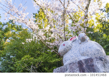A rabbit statue of a parent and child and cherry blossoms in full bloom on the precincts of Mio Shrine - Otsu City, Shiga Prefecture - 101451468