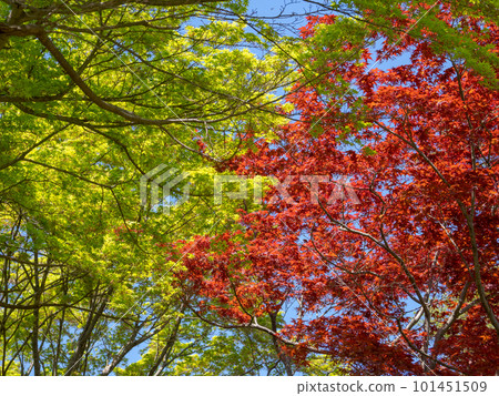 The season of young leaves with the scent of the wind, the competition between fresh green leaves and spring maple leaves 101451509